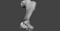Pig Bone 3D model
