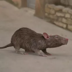 rat rig 3D model