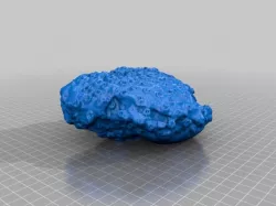Rough Coral