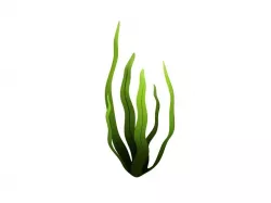 Seaweed Low-poly  3D model