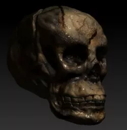 SKULL 3D model