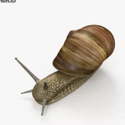 Snail HD 3D model