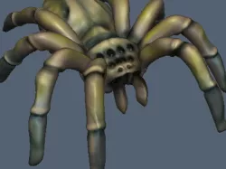 Spider
