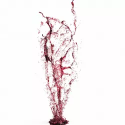 Splash 8 3D model