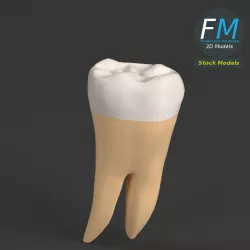 Stylized human first molar tooth Low-poly  3D model