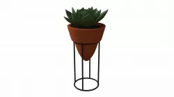 Succulent indoor Plant 3D model