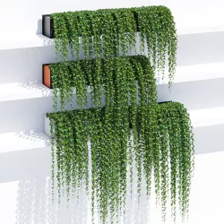 Sunset ivy 3D model