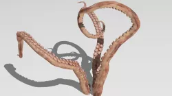 tentacle 3D model