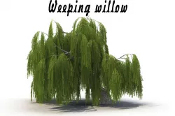 Weeping willow 3D model