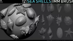 Zbrush - Seashells IMM Brush 3D model
