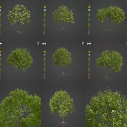 2021 PBR Lemon Tree Collection - Citrus Limon 3D model