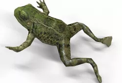 3D low poly Frog Low-poly 3D model