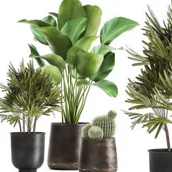 Banana palm in a rust pot for the interior 1038 3D model