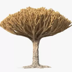 Big Naked Dragon Tree 3D model