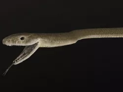 Black Mamba Snake Low-poly 3D model