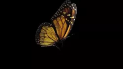 Butterfly fully rigged and animated Low-poly 3D model