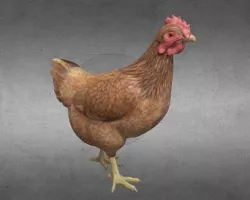 Chicken Low-poly 3D model