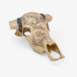 Cow Skull with Dragon Carved 3D 3D model