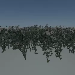 Daisy flowers 3D model