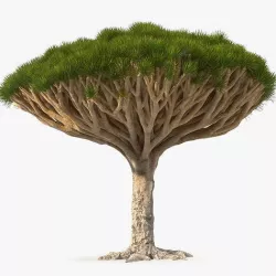 Dragon Blood Big Tree 3D model