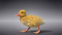 Duckling Animated VFX Grace 3D model