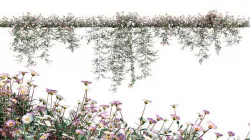 Erigeron karvinskianus - Seaside Daisy - Spanish Daisy -02 3D model