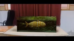 Fish low poly  Low-poly 3D model