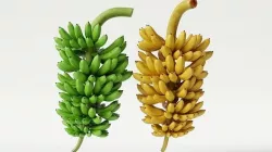 GREEN AND YELLOW BANANAS Low-poly 3D model