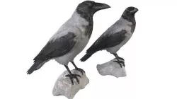  Hooded Crow 3D model