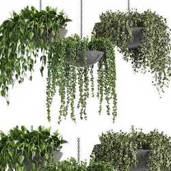 Indoor plant collection 13 3D model