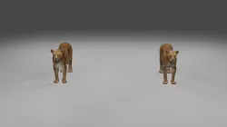 Lioness Low-poly 3D model