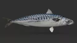Mackerel Fish 3D model
