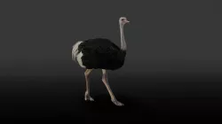 Ostrich Animated 3D model
