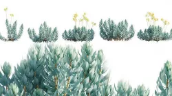 Senecio decaryi - Madagascar Senecio - 01 3D model
