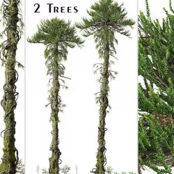 Set of Araucaria araucana or Chilean pine Tree - 2 Trees 3D model