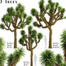 Set of Joshua or Yucca brevifolia Trees - 3 Trees 3D model
