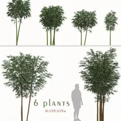 Set of Phyllostachys aurea or Fishpole bamboo Plants - 6 Plants 3D model