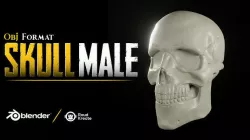 Skull Male OBJ 3D model