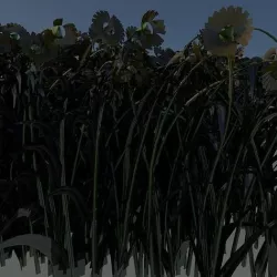 sunflower 3D model