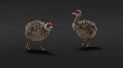 Young Ostrich Animated 3D model