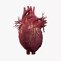 Animated Human Heart 3D model
