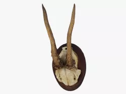 Deer Antlers 3D model