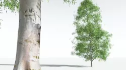 EVERYPlant Silver Birch 12 --20 Models-- 3D model