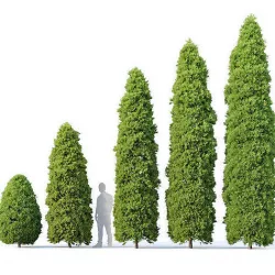Golden oriental arborvitae Nr1 Five sizes 2-6m 3D model