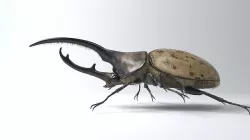 Hercules Beetle rigged for 3ds Max 3D model