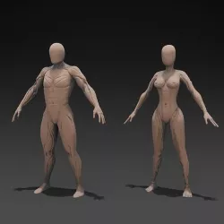 Human Anatomy Sculpt 3D model