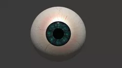 Human Eye 3D Model textures included 3D model
