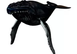 Humpback Whale -  Megaptera novaeangliae 3D model