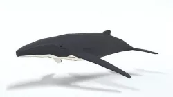Low Poly Cartoon Humpback Whale Low-poly 3D model
