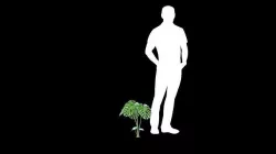 Monstera 3D model